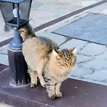 Pizabela Mansarde Апартаменты *